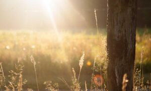 Complexion Essentials