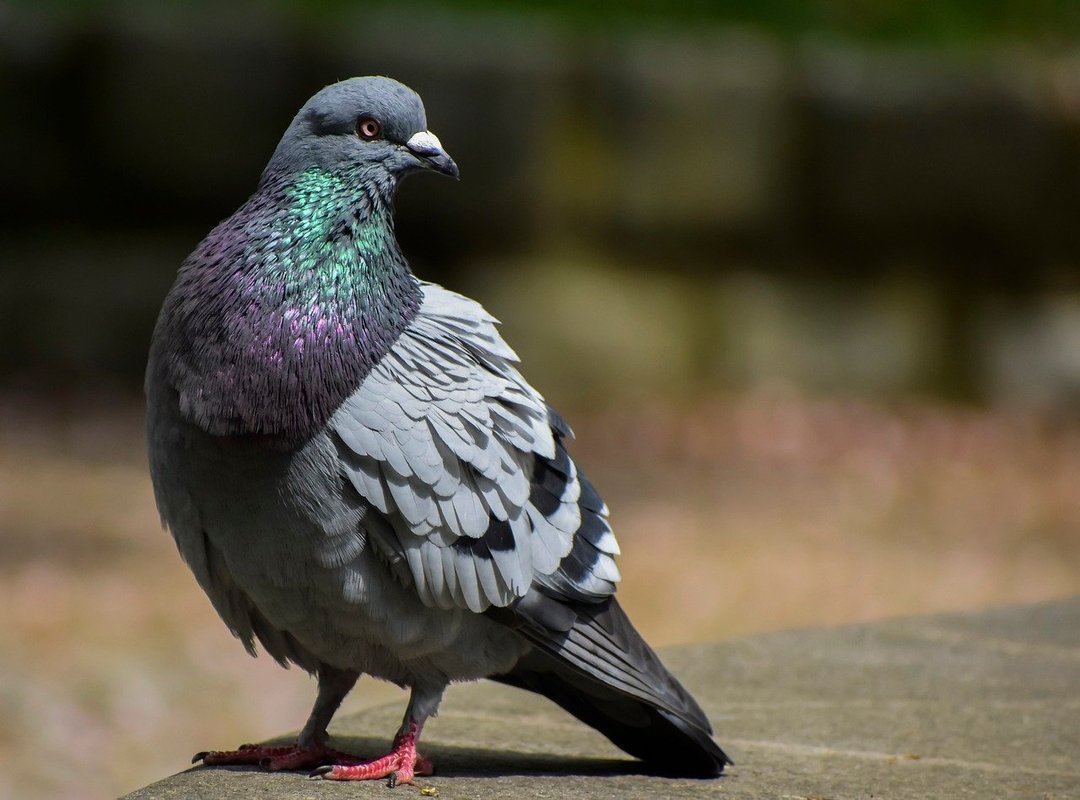 What Sets This APK Hack Apart from Others