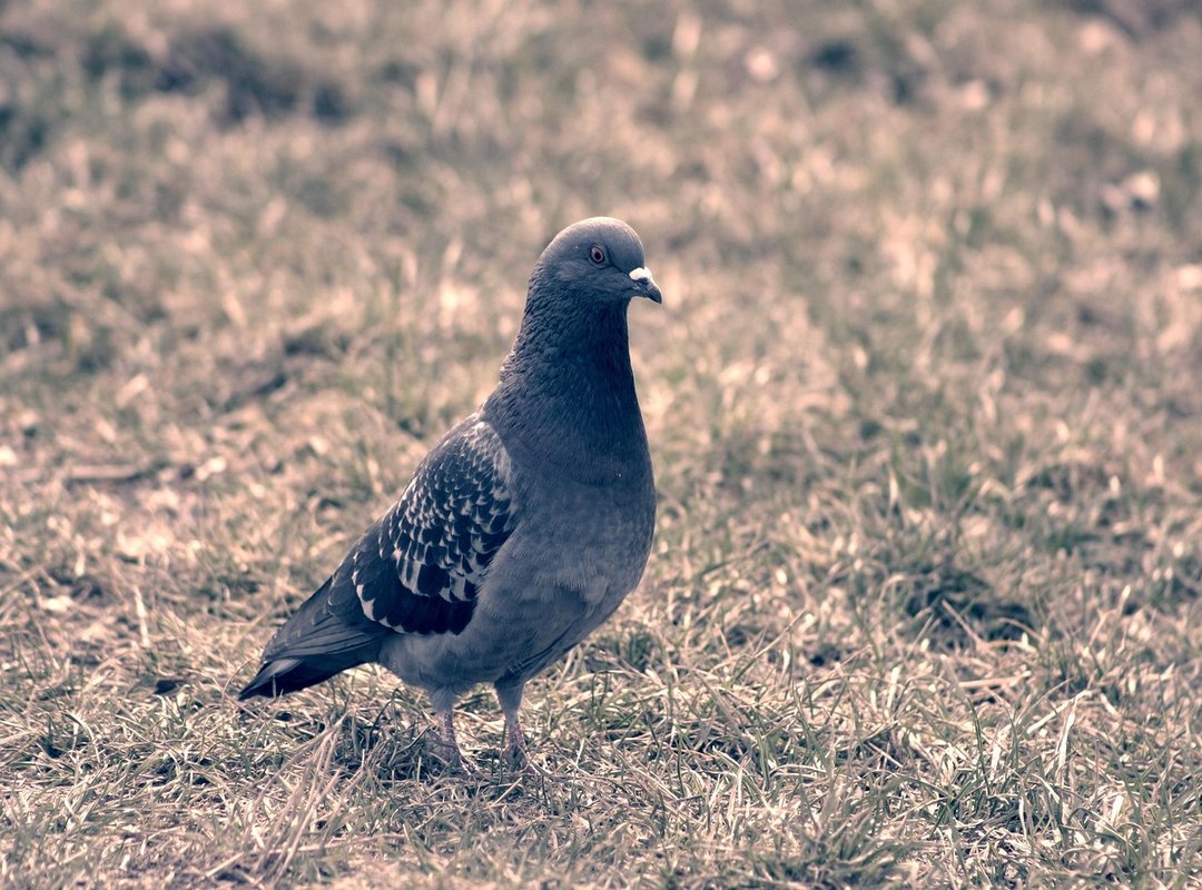 Similar Acronyms and How They Differ from 'WYS'