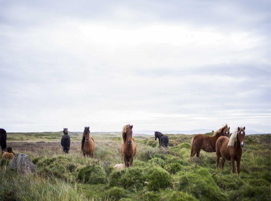 Free vs. Premium Templates: Is Paying for a Design Worth It?